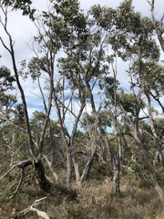 Eucalyptus arenacea