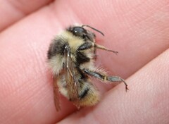 Bombus sylvarum