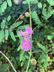 Mimosa microphylla