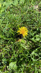 Bombus lapidarius