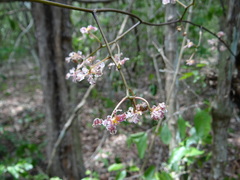 Trichocentrum × teaboanum