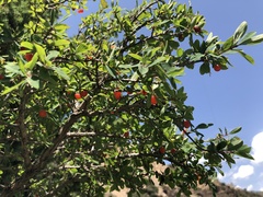 Lonicera microphylla