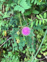 Mimosa microphylla
