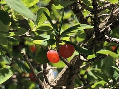 Lonicera microphylla