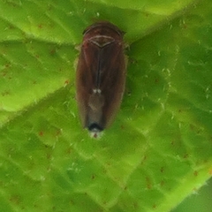 Idiodonus cruentatus