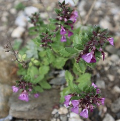 Teucrium chamaedrys