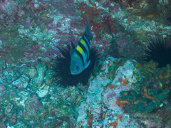 Abudefduf vaigiensis