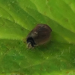Idiodonus cruentatus