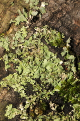 Punctelia subrudecta