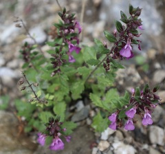 Teucrium chamaedrys