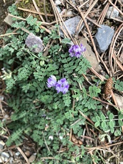 Astragalus polycladus
