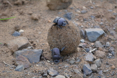 Chalconotus convexus