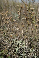 Linum pallasianum