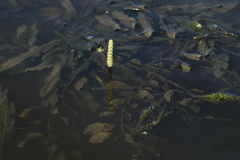 Potamogeton lucens
