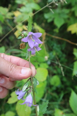 Campanula trachelium
