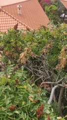 Rhus coriaria image