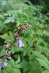 Campanula trachelium