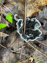 Phellodon niger