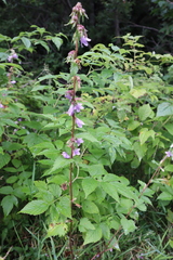 Campanula trachelium
