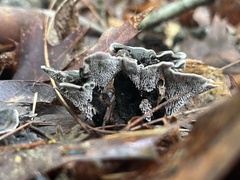 Phellodon niger