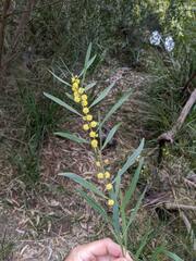 Acacia stricta