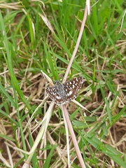 Spialia galba