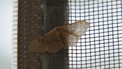 Idaea degeneraria