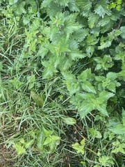 Urtica urens