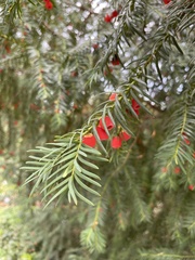 Taxus baccata