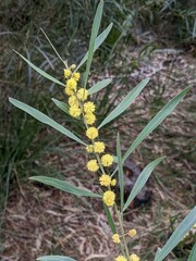 Acacia stricta