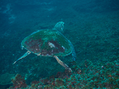 Eretmochelys imbricata