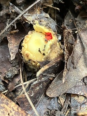 Calostoma lutescens