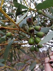 Eucalyptus tenera