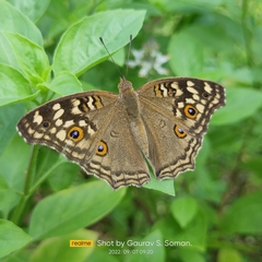 Junonia lemonias