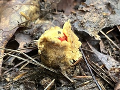 Calostoma lutescens