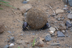 Chalconotus convexus