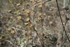 Linum pallasianum