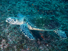 Eretmochelys imbricata