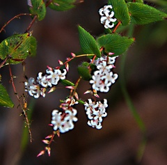Leucopogon amplexicaulis