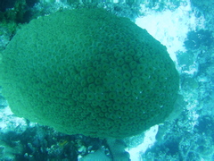 Montastraea cavernosa