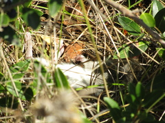 Apodemus sylvaticus