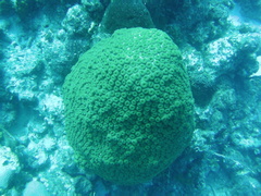 Montastraea cavernosa