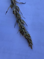 Omalotheca sylvatica