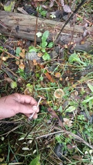 Psilocybe serbica