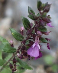 Teucrium chamaedrys