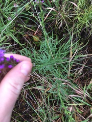 Liatris microcephala