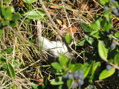 Apodemus sylvaticus