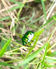 Chrysocoris purpureus