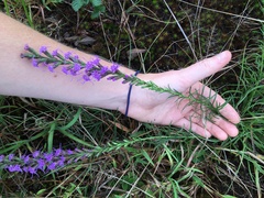 Liatris microcephala