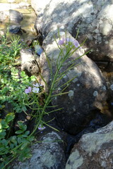 Cardamine raphanifolia acris